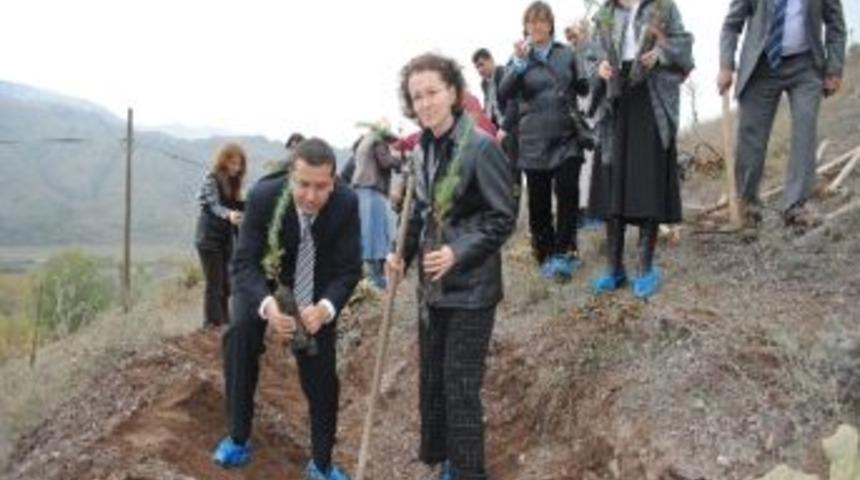 Koah G&uuml;n&uuml;nde Fidan Diktiler