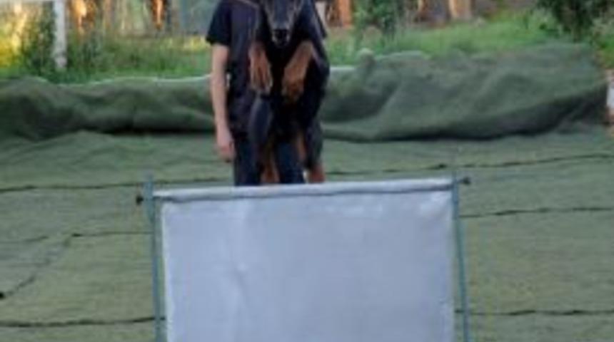 Doberman Cinsi K&ouml;pek Şampiyonaya Hazırlanıyor