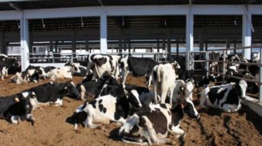 Sahipleri Kayıplara Karışınca Inekler &Ouml;l&uuml;me Terk Edildi