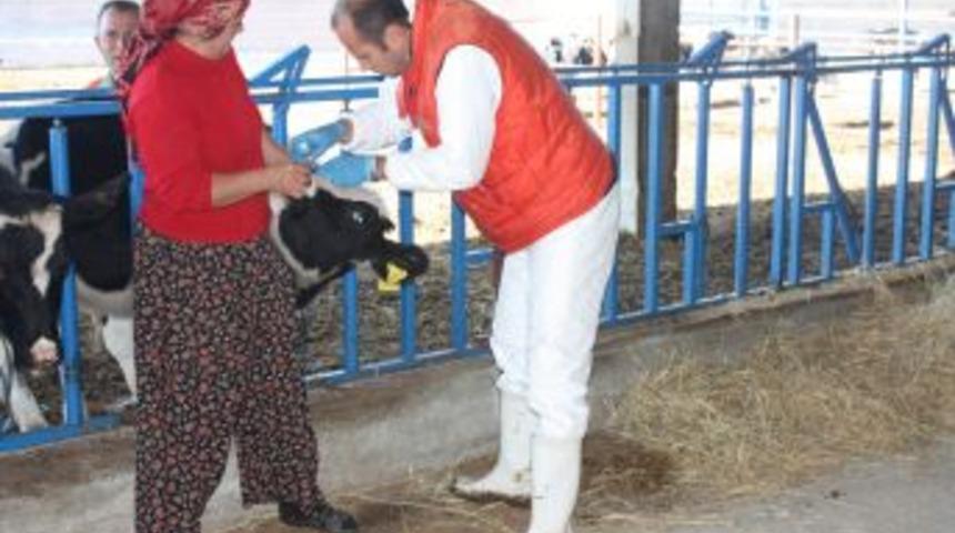 Burdur'da Brusella aşılaması  devam ediyor