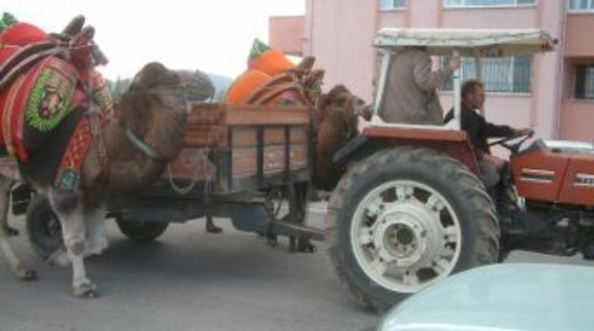 Develeri Eşek Değil Trakt&ouml;r &Ccedil;ekiyor