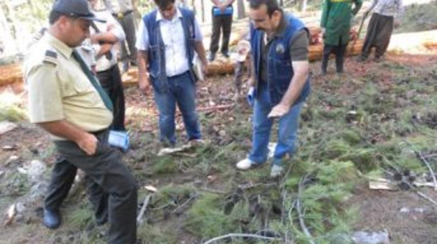 KKTC'den Gelen Ormancılara Uygulamalı Silvik&uuml;lt&uuml;r Eğitimi Verildi