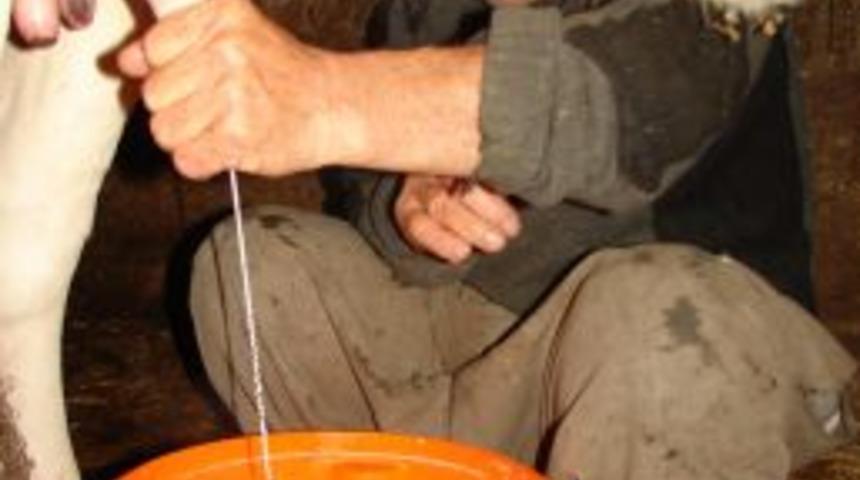 S&uuml;t &Uuml;reticisi Bilgilendirildi, S&uuml;tteki Bakteri Oranı 10 Milyondan 200 Bine D&uuml;şt&uuml;