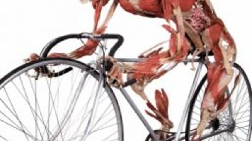 G&uuml;lmek I&ccedil;in 17, Kaş &Ccedil;atmak I&ccedil;in 43 Kas Kullanılıyor