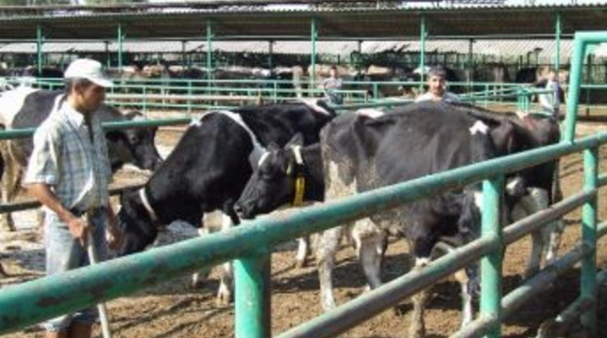 &Uuml;&ccedil; G&uuml;n Hastalığına Karşı &Ouml;nlem Alınıyor