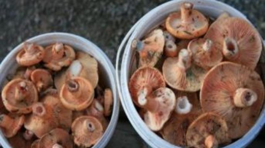 Taşk&ouml;pr&uuml;&rsquo;de Mantar Bolluğu