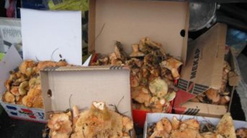 Bozyazı&rsquo;da Mantarlar Toplanmaya Başlandı