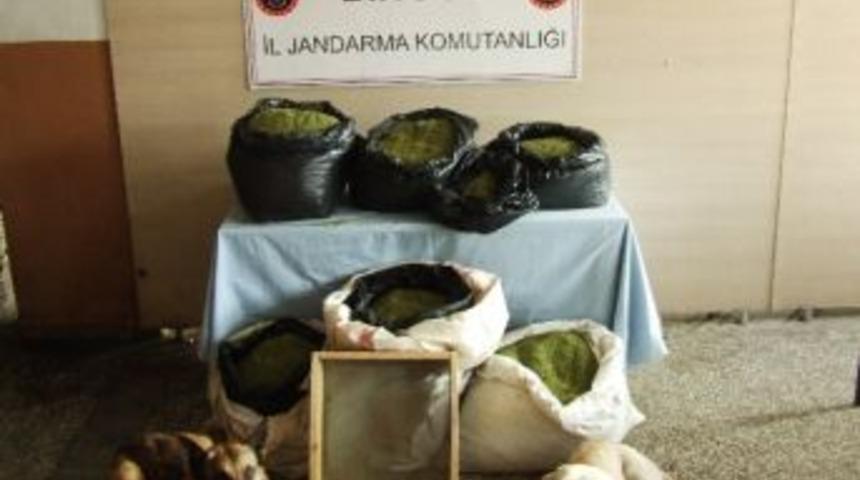 Bing&ouml;l&rsquo;de 50 Kilo Esrar Ele Ge&ccedil;irildi