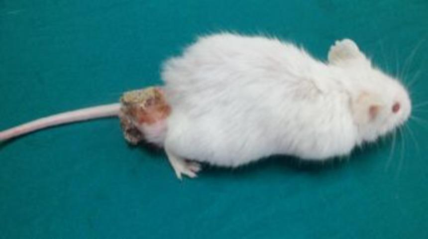 Manda Yoğurdu, Kalın Bağırsak Kanseri Riskini Y&uuml;zde 80 &Ouml;nl&uuml;yor