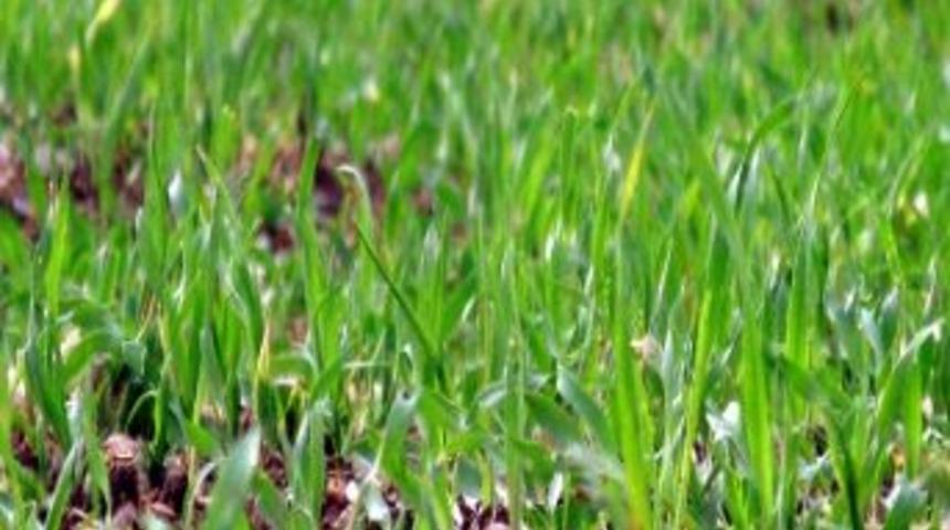 Kasım Yağmurları Araban Ovası&rsquo;ndaki Hububat Ekili Alanları Yeşertti