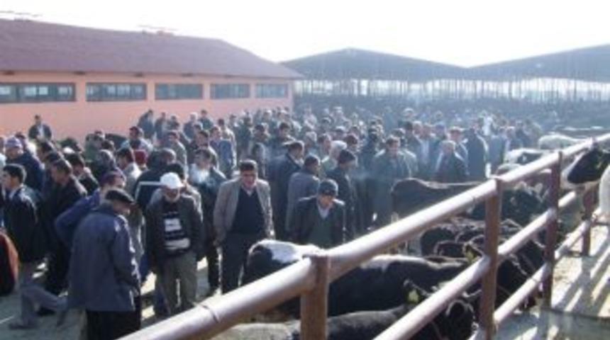 Hayvan Borsası Şap Hastalığı Nedeniyle Kapatıldı