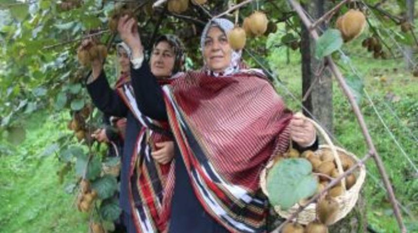 Rize'de Kivi Hasadı Başladı