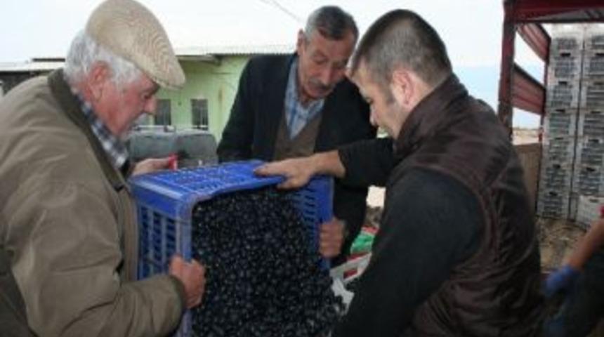 &Ccedil;ift&ccedil;i Marmarabirlik'e D&ouml;nd&uuml;
