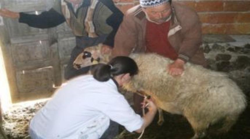 Havran&rsquo;da &Ccedil;i&ccedil;ek Aşılaması Hız Kazandı