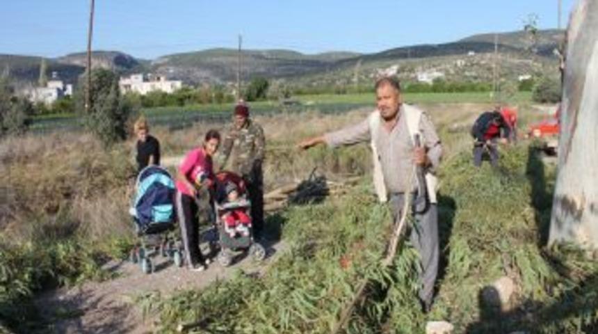 Silifke&rsquo;nin Poyrazı Ağa&ccedil; Dallarını Kestiriyor
