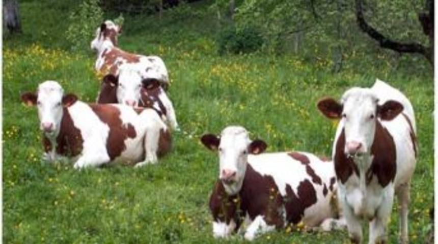 Gevaş&rsquo;ta İthal Hayvan Alımı