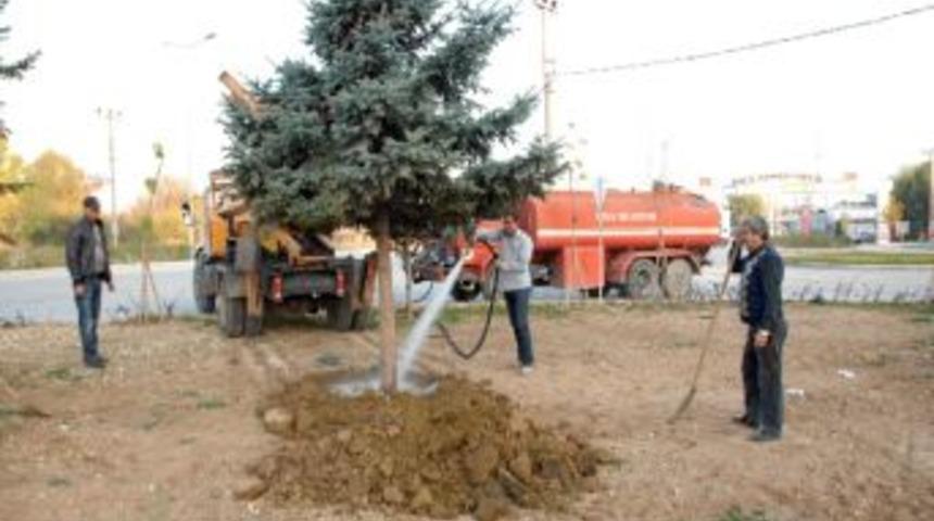 Bolu&rsquo;da Caddeden S&ouml;k&uuml;len Ağa&ccedil;lar Yeni Yerlerine Dikildi
