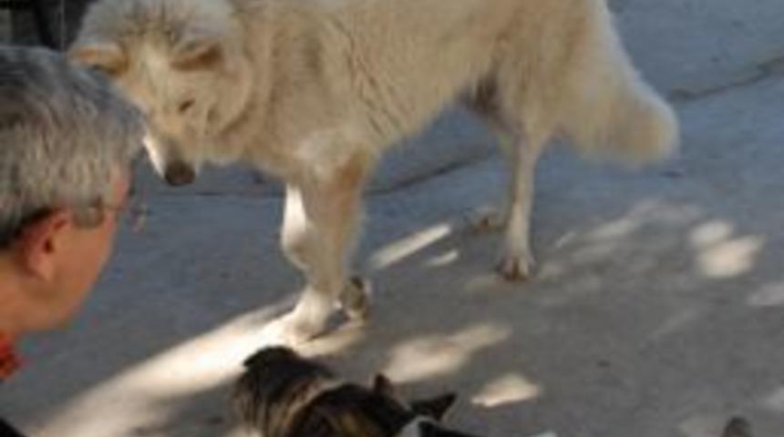 Fethiye De Kedi K&ouml;pek Dostluğu