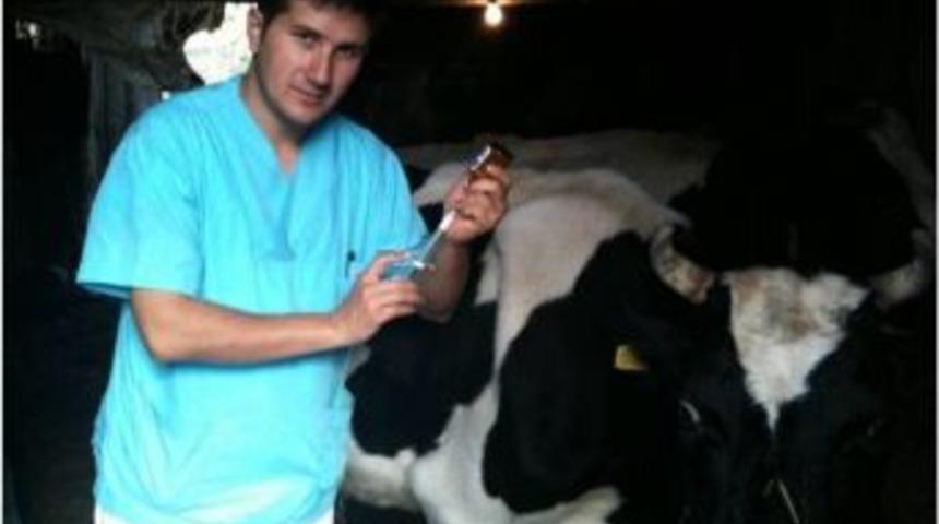 Şap Aşılamalarında Bug&uuml;ne Kadar Sakarya&rsquo;da 83 Bin 652 B&uuml;y&uuml;kbaş Hayvan Aşılandı