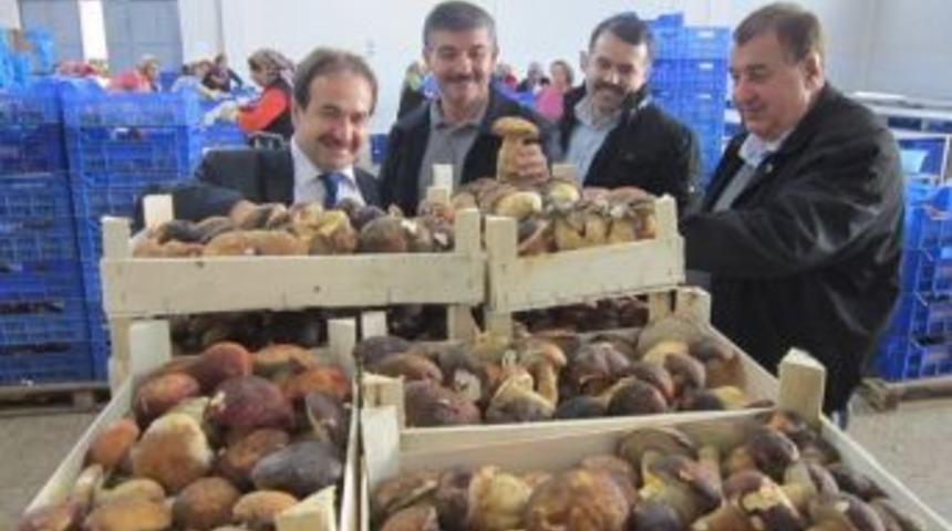 &Ccedil;anakkale'den D&uuml;nyaya Mantar İhracatı