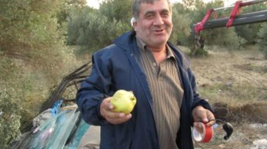 Ayvayı Yerken Kamyonu Devirdi