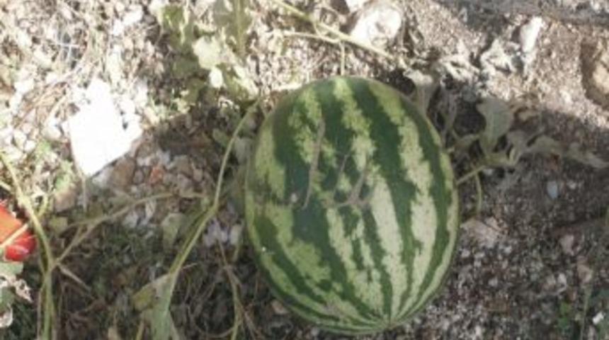 "allah" Yazılı Karpuz Hayrete D&uuml;ş&uuml;rd&uuml;