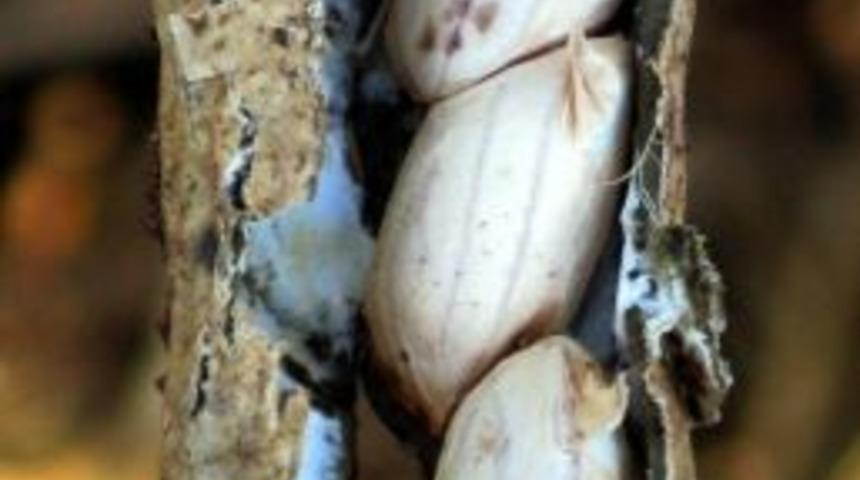 Araban Ovası'nda Alternatif &Uuml;r&uuml;n Olarak Ekilen Yer Fıstığının Hasadı Yapıldı