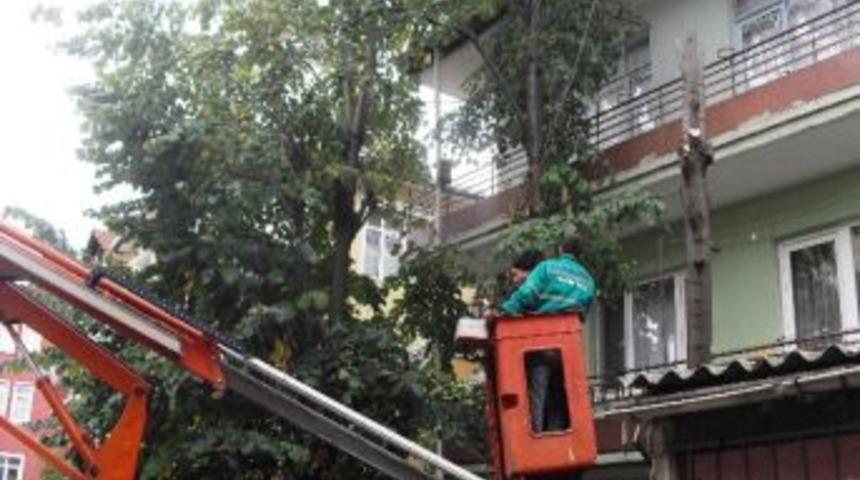 Budanan Ağa&ccedil;lar Yeniden Canlanıyor