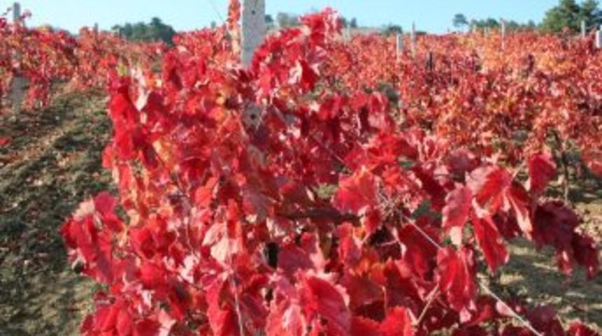 &Uuml;z&uuml;m Bağının Yaprakları Kırmızıya B&uuml;r&uuml;nd&uuml;