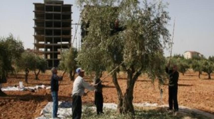 Kilis'te Zeytin Hasadı Başladı