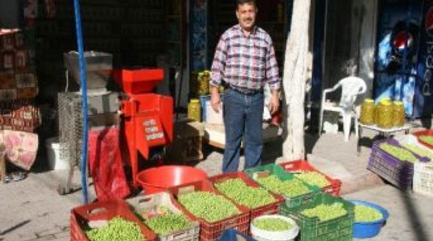 Kilislilerin Sofralık Yeşil Zeytin Telaşı