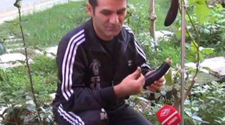 Ağa&ccedil;ta patlıcan yetiştirdi