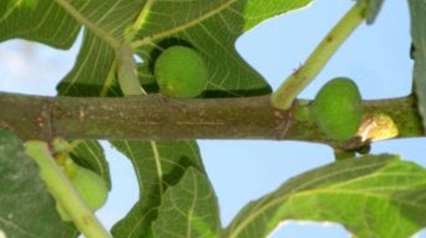 Araban İl&ccedil;esinde Kasım Ayında İncir Ağacı Yılın İkinci Meyvesini Verdi