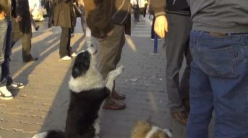 Sahibini Zabıtanın Elinden Kurtardı