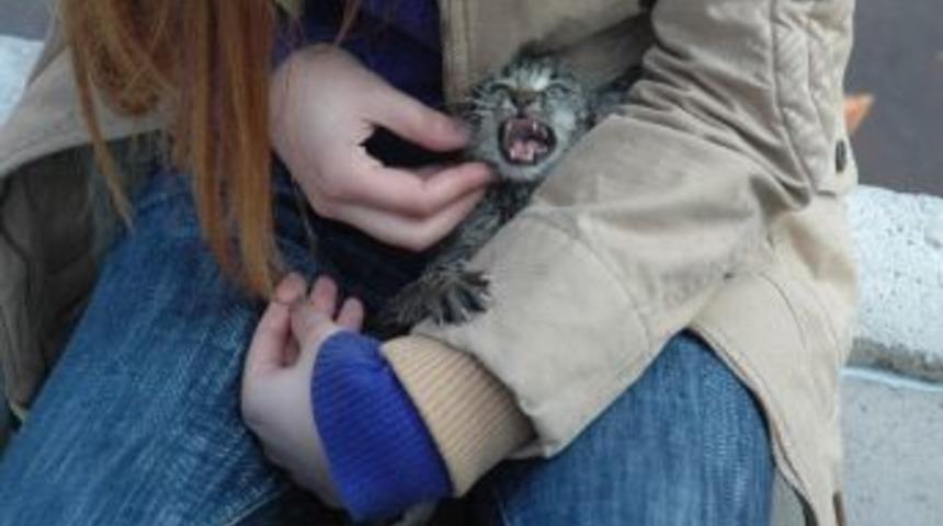 Başkent'te Vatandaşlardan Kedi Kurtarma Operasyonu