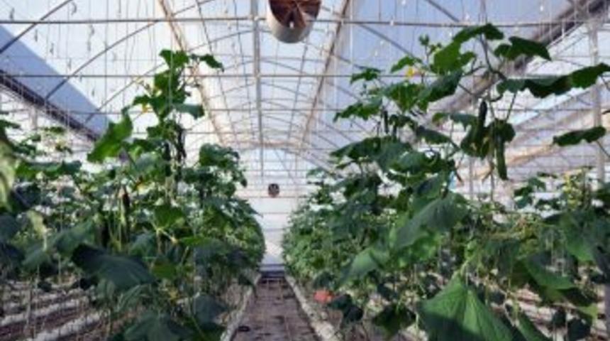 "Kurtalan, Tarım Ve Hayvancılık Alanında &Ouml;nemli Bir Cazibe Merkezi"