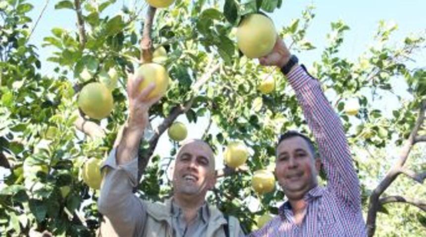 Bir Ağa&ccedil; Kavunu Meyvesi 4 Bu&ccedil;uk Kilogram Ağırlığa Ulaşabiliyor