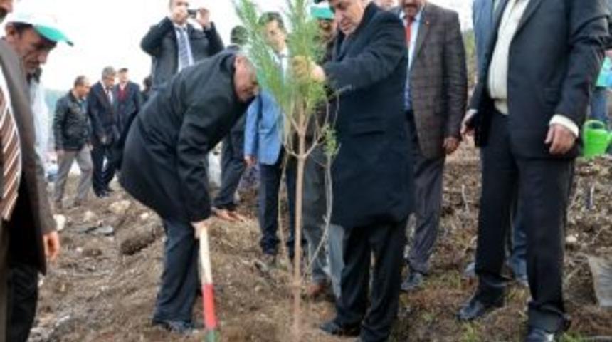 Yangın B&ouml;lgesinde Fidan Dikimi Yapıldı