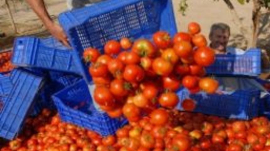 Yazık; Domates Sal&ccedil;aya D&ouml;k&uuml;lmeye Başladı