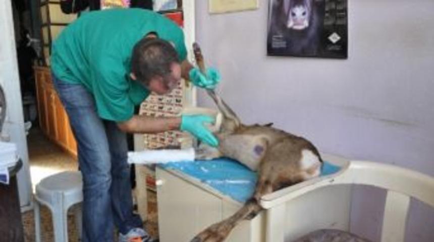 Ka&ccedil;ak Avcı Kurbanı Yaralı Karaca Tedavi Edildi