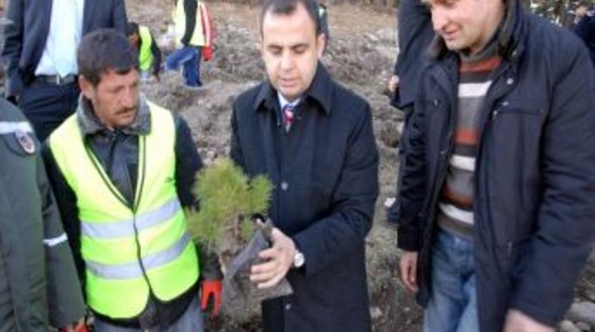 Sarıkamış&rsquo;ta 1 Milyon 250 Bin Sarı&ccedil;am Fidanı Dikildi