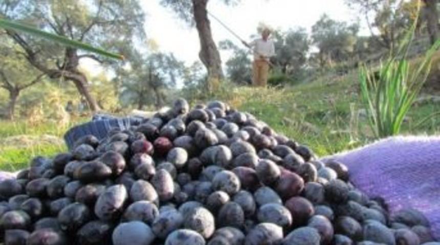Aydın&rsquo;da Zeytin Hasadı Başladı