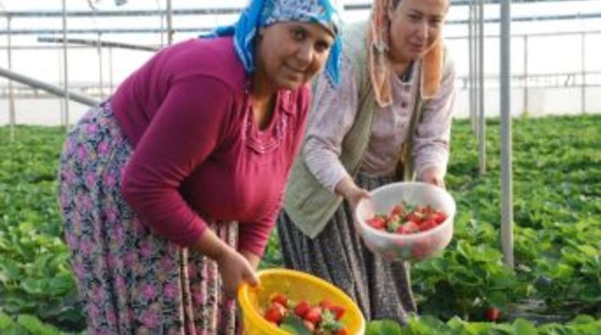 Mersin'de &Ccedil;ilek Hasadı Başladı