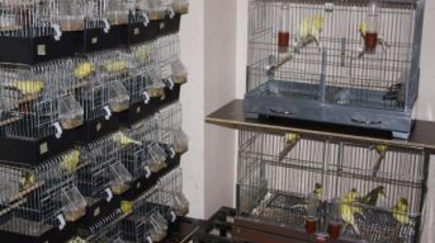 Evinde 120 Kuş Besliyor