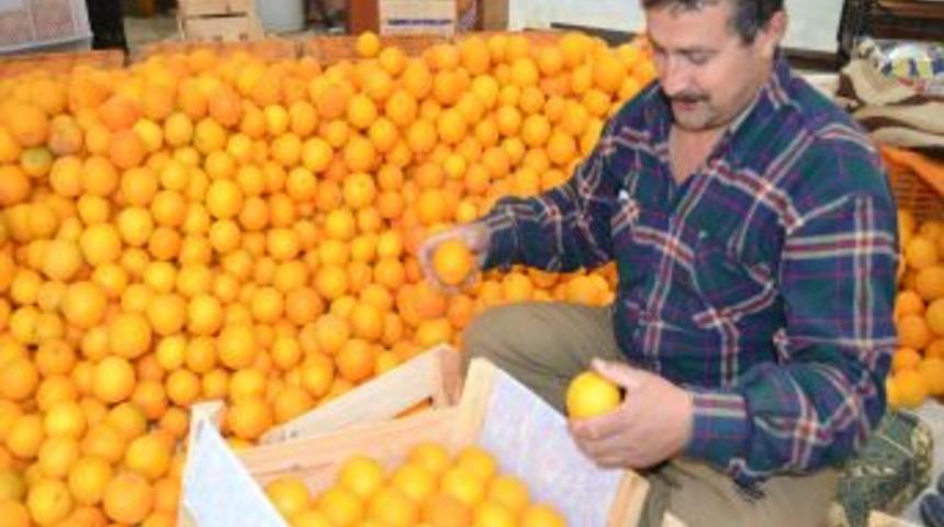 Finike'de Portakal Hasadı Hız Kazandı