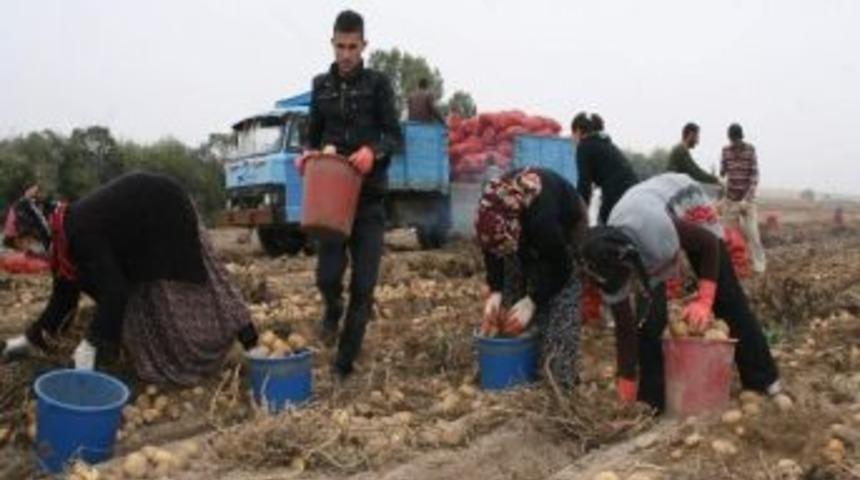 Nevşehir&rsquo;de Kışlık Patates Hasadı Tamamlandı