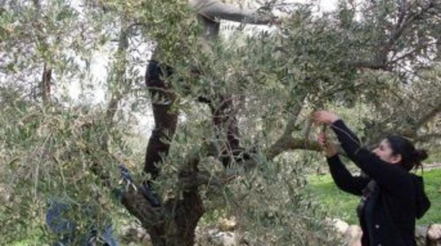 CHP&rsquo;liler Oy Alamadıkları K&ouml;ylerde Zeytin Topladı