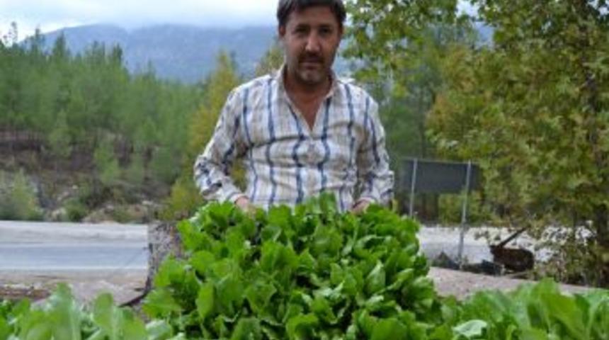 Gelişen &Ccedil;iğ K&ouml;fte Sekt&ouml;r&uuml;, Marul &Uuml;retimini Patlattı