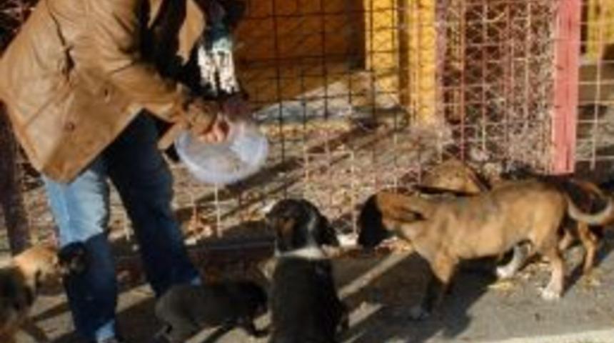 Sokak Hayvanları Sahiplerini Bekliyor