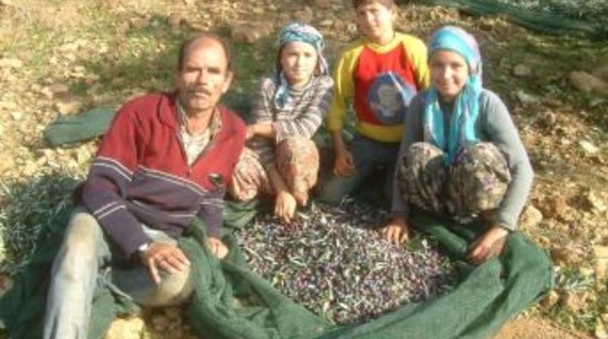 &Ouml;ğrenciler Har&ccedil;lığı Zeytinden &Ccedil;ıkartıyor